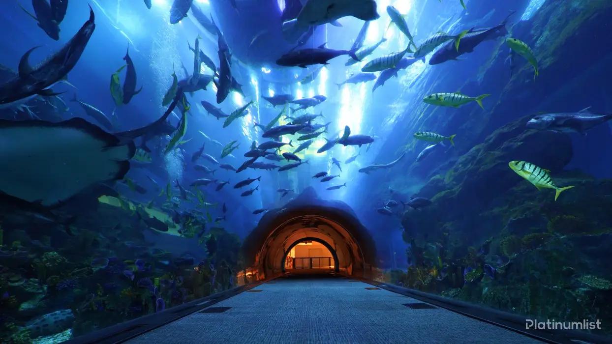 Combo: IMG Park + Dubai Aquarium - Image 5